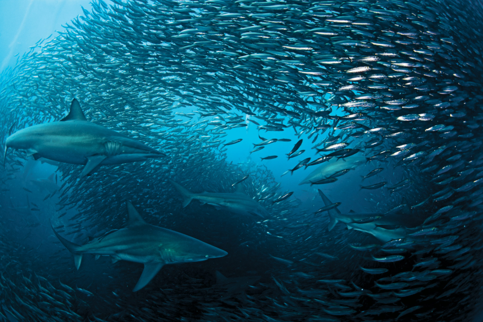 The Sardine Run 