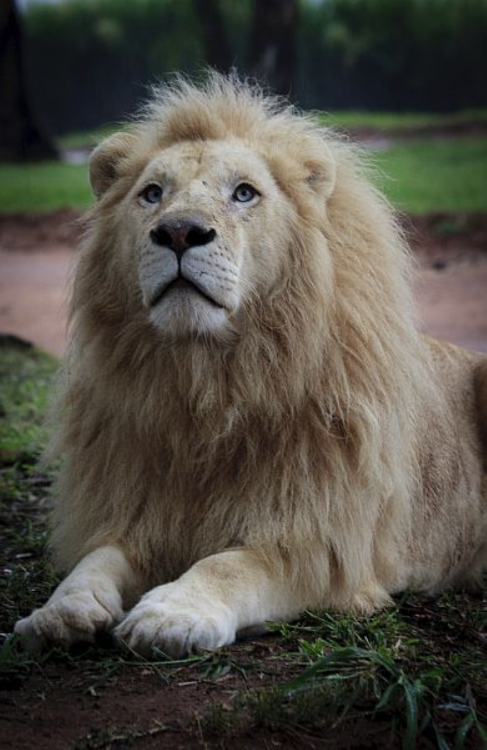 The African Lion