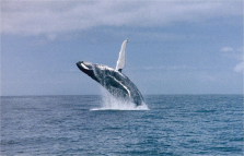 imm_1762_whale_jumping1.jpg