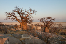 imm_3913_botswana-694485_960_720.jpg