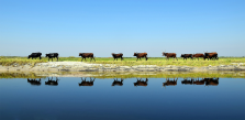 imm_4144_DELRIO_Trinidad1-CowsFloodPlain-Barotse-floodplain-Zambia.jpg