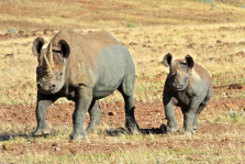 imm_475_black-rhino (1).jpg