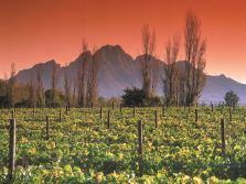 imm_5633_The-Winelands-01302651.jpg