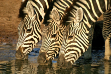 imm_6416_Zebra Trio.jpg