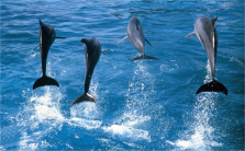 imm_7643_dolphins.jpg