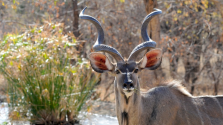 imm_8200_botswana-927289_960_720.jpg