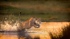 imm_9974_a996d646e156f50745e3dbe13160a507-okavango-delta.jpg